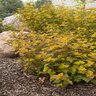 Physocarpus Opulifolius Amber Jubilee First Editions Ninebark 3 gal. Container