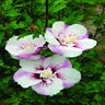 Hibiscus Syriacus Minspot Fiji First Editions Rose of Sharon 10 gal. Container