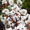 Lagerstroemia indica Lunar Magic Crape Myrtle