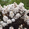Lagerstroemia indica Lunar Magic Crape Myrtle
