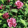 Hibiscus Syriacus French Cabaret Red First Editions Rose of Sharon 5 gal. Container