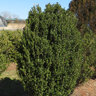 Ilex Crenata Chubby Hubby Japanese Holly