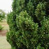 Ilex Crenata Chubby Hubby First Editions Japanese Holly 7 gal. Container