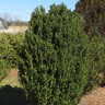 Ilex Crenata Chubby Hubby First Editions Japanese Holly 7 gal. Container