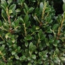 Ilex Crenata Chubby Hubby First Editions Japanese Holly 7 gal. Container
