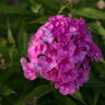 Phlox Paniculata Ditomfra Bubblegum Pink Phlox