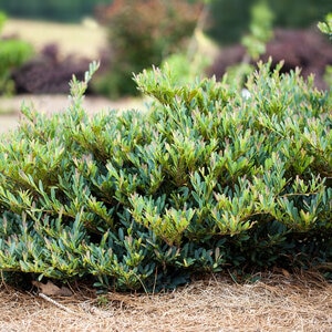 Distylium Cinnamon Girl Distylium