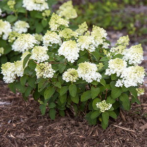 Hydrangea Paniculata Little Hottie Panicle Hydrangea