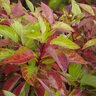 Cornus sericea Firedance First Editions Red Twig Dogwood