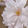 Magnolia Stellata Centennial Blush First Editions Star Magnolia 10 gal. Container