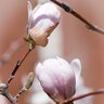 Magnolia Stellata Centennial Blush First Editions Star Magnolia 10 gal. Container