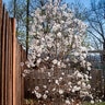 Magnolia Stellata Centennial Blush First Editions Star Magnolia 10 gal. Container