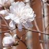 Magnolia Stellata Centennial Blush First Editions Star Magnolia 10 gal. Container