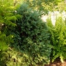 Thuja occidentalis Technito First Editions Arborvitae 7 gal. (24.32 L) Container