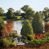 Thuja occidentalis Technito First Editions Arborvitae 7 gal. (24.32 L) Container