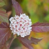 Physocarpus Opulifolius Amber Jubilee First Editions Ninebark Tree Form Standard 10 gal. Container
