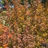 Physocarpus Opulifolius Amber Jubilee First Editions Ninebark Tree Form Standard 10 gal. Container