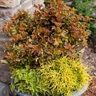Physocarpus Opulifolius Amber Jubilee First Editions Ninebark Tree Form Standard 10 gal. Container