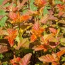 Physocarpus Opulifolius Amber Jubilee First Editions Ninebark Tree Form Standard 10 gal. Container