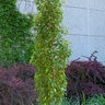 Betula Platyphylla Parkland Pillar First Editions Asian White Birch 15 gal. Container