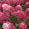 Hydrangea Paniculata Diamond Rouge First Editions Panicle Hydrangea 2 gal. Container