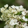 Hydrangea Paniculata Diamond Rouge First Editions Panicle Hydrangea 2 gal. Container