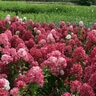 Hydrangea Paniculata Diamond Rouge First Editions Panicle Hydrangea 2 gal. Container