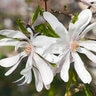 Magnolia Stellata Centennial Blush Star Magnolia