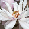 Magnolia Stellata Centennial Blush Star Magnolia