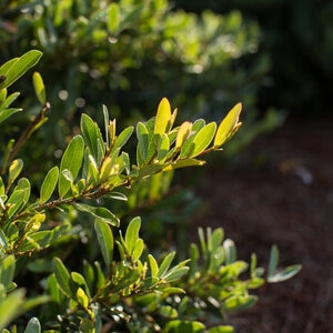 Distylium X Swing Low Distylium