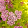 Spiraea x Sundrop First Editions Spirea True 2 gal. (7.57 L) Container