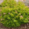 Spiraea x Sundrop First Editions Spirea True 2 gal. (7.57 L) Container