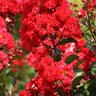 Lagerstroemia x Ruffled Red Magic First Editions Crape Myrtle True 3 gal. (11.36 L) Container