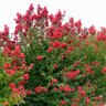 Lagerstroemia x Ruffled Red Magic First Editions Crape Myrtle True 3 gal. (11.36 L) Container