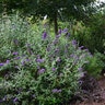 Buddleja davidii Groovy Grape Butterfly Bush