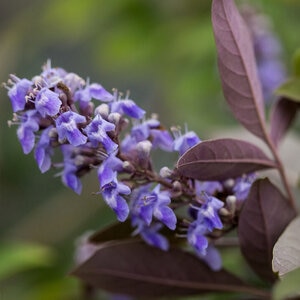 Vitex Angus-Castus Flip Side Chastetree