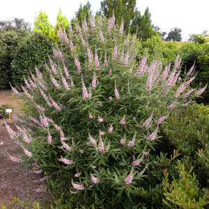Vitex agnus-castus Galactic Pink First Editions Chastetree True 3 gal. (11.36 L) Container