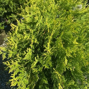 Thuja occidentalis Lemon Burst First Editions Arborvitae True 3 gal. (11.36 L) Container