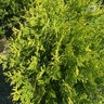 Thuja Occidentalis Lemon Burst Arborvitae