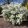 Exochorda x Macrantha Lotus Moon First Editions Pearlbush True 3 gal. (11.36 L) Container