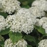 Hydrangea Arborescens FlowerFull Smooth Hydrangea
