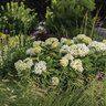 Hydrangea Arborescens FlowerFull Smooth Hydrangea