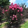 Lagerstroemia x Twilight Magic First Editions Crape Myrtle True 3 gal. (11.36 L) Container