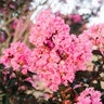 Lagerstroemia x Twilight Magic First Editions Crape Myrtle True 3 gal. (11.36 L) Container