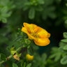 Potentilla Fruticosa Mandarin Tango Shrubby Cinquefoil