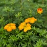 Potentilla Fruticosa Mandarin Tango Shrubby Cinquefoil