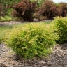 Sorbaria sorbifolia Matcha Ball First Editions False Spirea True 3 gal. (11.36 L) Container