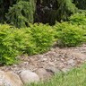 Sorbaria sorbifolia Matcha Ball First Editions False Spirea True 3 gal. (11.36 L) Container