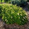 Sorbaria sorbifolia Matcha Ball First Editions False Spirea True 3 gal. (11.36 L) Container