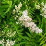 Sorbaria sorbifolia Matcha Ball First Editions False Spirea True 3 gal. (11.36 L) Container